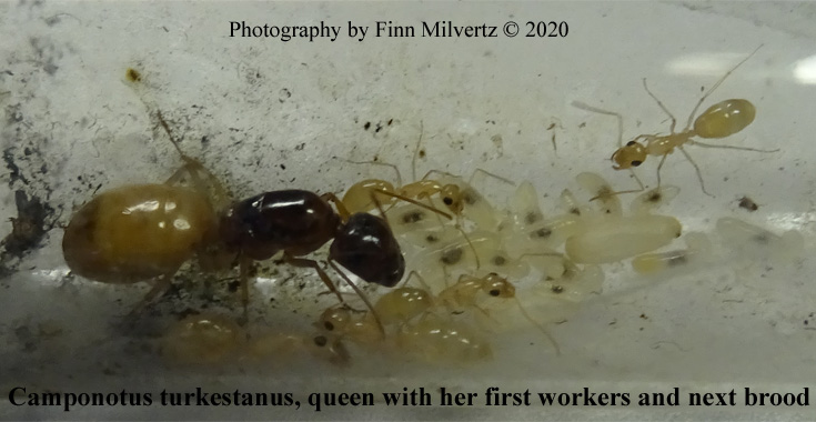 Camponotus turkestanus 